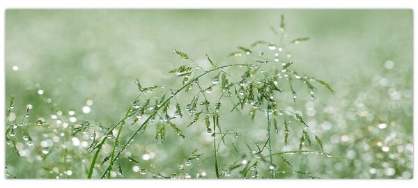 Kép - Reggeli harmat a fűszálakon (120x50 cm)