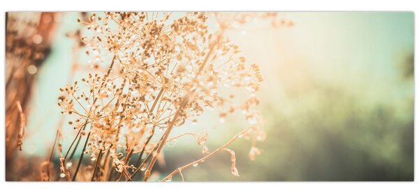 Kép - Réti növények (120x50 cm)