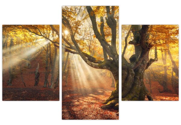 Kép - Őszi fény (90x60 cm)