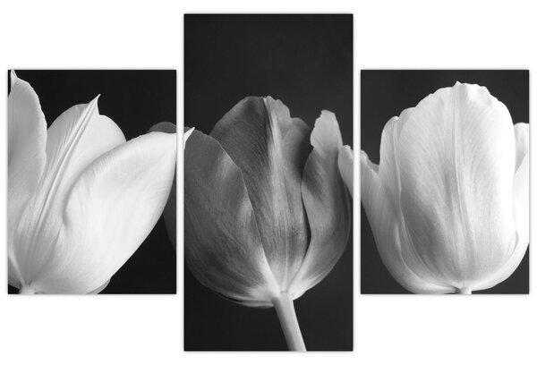 Kép - fekete-fehér tulipán virág (90x60 cm)