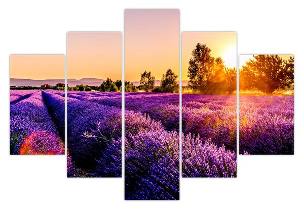 Levandula mező képe (150x105 cm)