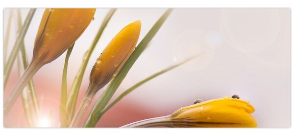 Kép - Tavaszi virágok (120x50 cm)
