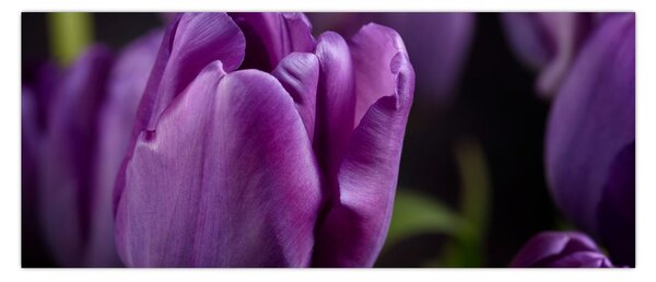 Tulipán vírág képe (120x50 cm)
