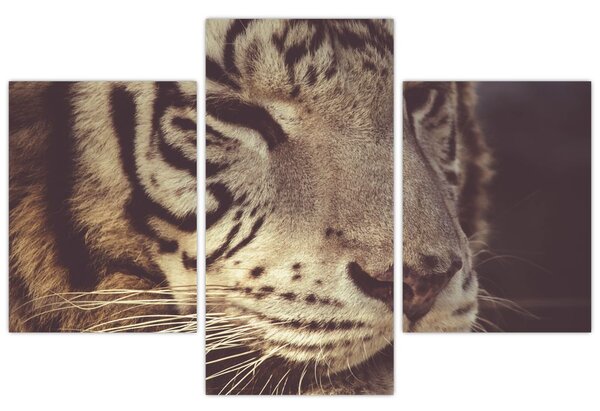 Tigris képe (90x60 cm)