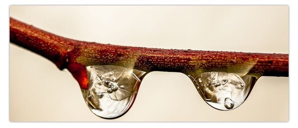 Vízcseppek a faágon képe (120x50 cm)
