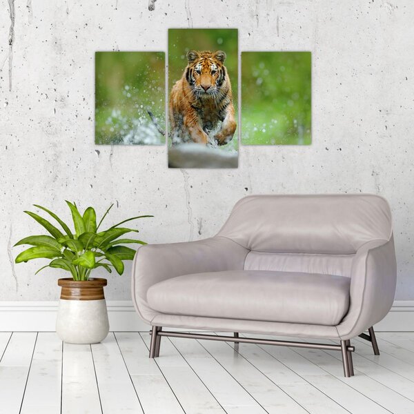 Kép - Futó tigris (90x60 cm)