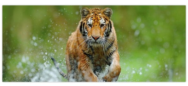 Kép - Futó tigris (120x50 cm)