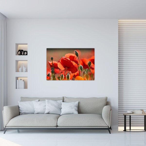 Pipacsok képe (90x60 cm)