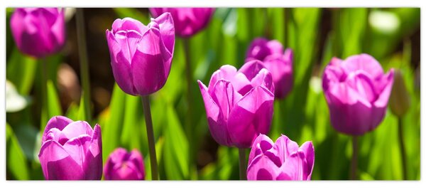 Tulipánok a réten képe (120x50 cm)
