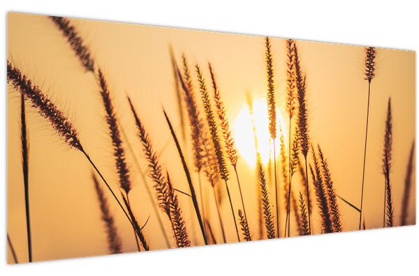 Kép - Füvek a napon (120x50 cm)