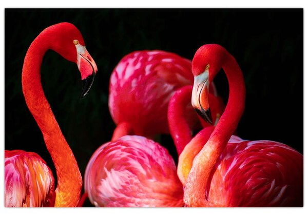 Vörös flamingók képe (90x60 cm)