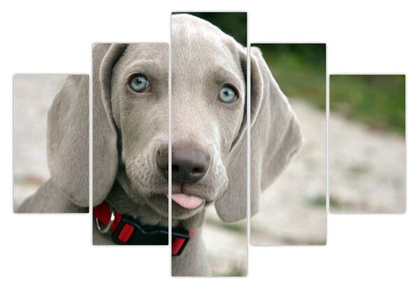 Kép - weimaraner kölyökkutya (150x105 cm)