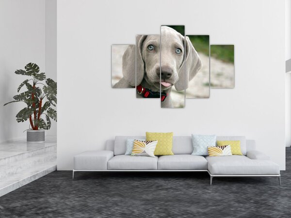 Kép - weimaraner kölyökkutya (150x105 cm)