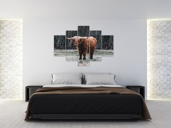 Kép - Skót tehén 2 (150x105 cm)