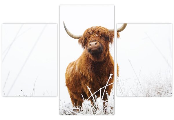 Kép - Skót tehén (90x60 cm)