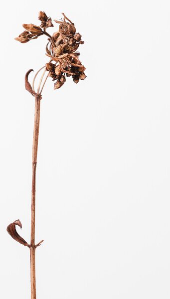 Fotográfia Dried brown plant 2, Studio Collection, (26.7 x 40 cm)