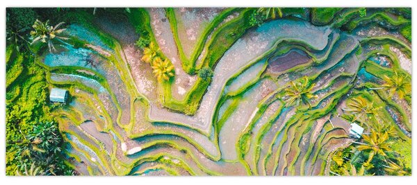 A rizsföldek képe madártávlatból (120x50 cm)