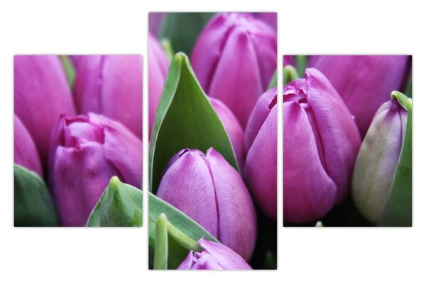 Kép - tulipánok (90x60 cm)