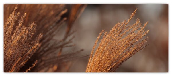 Kép - Cortaderia (120x50 cm)