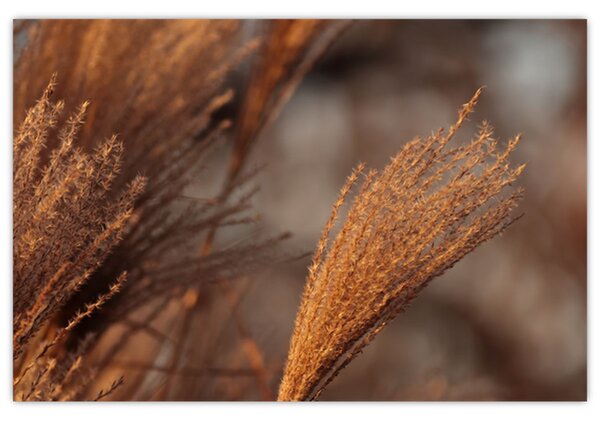 Kép - Cortaderia (90x60 cm)