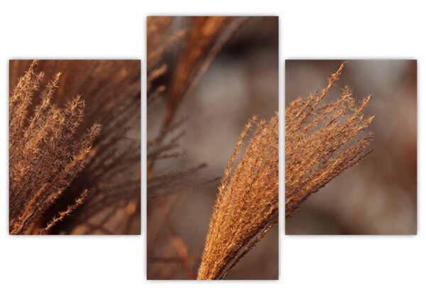 Kép - Cortaderia (90x60 cm)