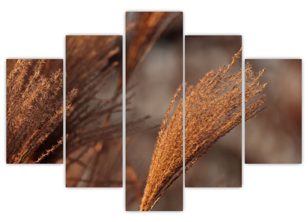 Kép - Cortaderia (150x105 cm)