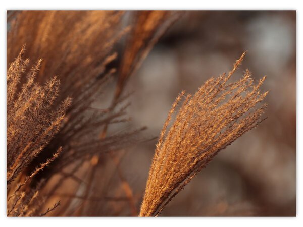 Kép - Cortaderia (70x50 cm)