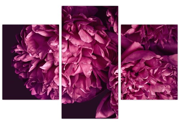 Kép - Csokor pünkösdi rózsa (90x60 cm)