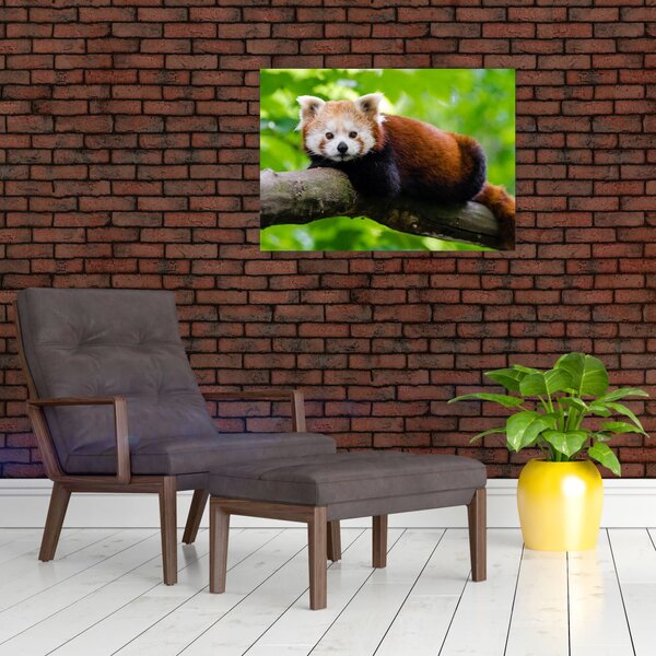 A vörös panda képe (70x50 cm)