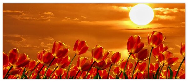 Kép egy virágzó mező tulipánokkal (120x50 cm)