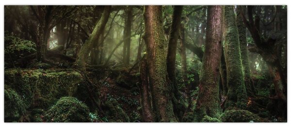 Kép - Titokzatos erdő (120x50 cm)