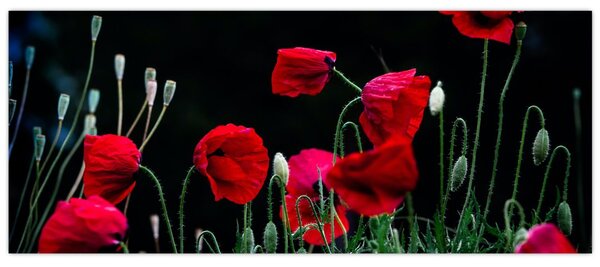 Kép - Pipacsok tánca (120x50 cm)