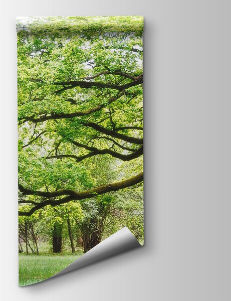 Fotótapéta Zöld levelű fa, Fás fotótapéta, Népszerű fotótapéta, u55659 - Tapeko.hu