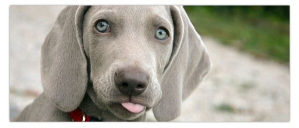 Kép - weimaraner kölyökkutya (120x50 cm)