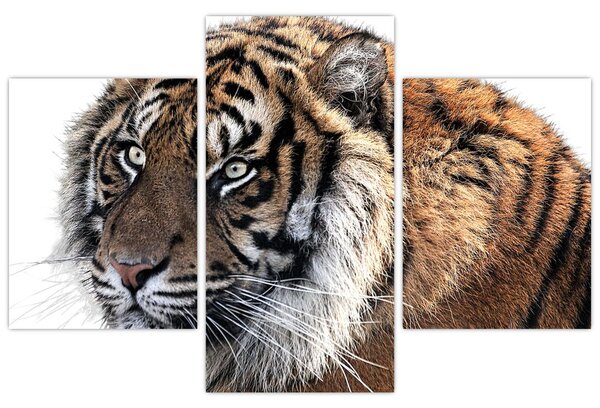 Tigris képe (90x60 cm)