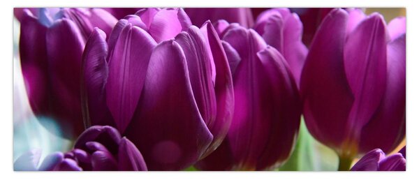 Tulipán képe (120x50 cm)