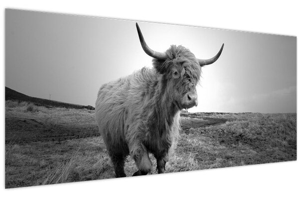 Kép - Skót tehén, fekete-fehér (120x50 cm)