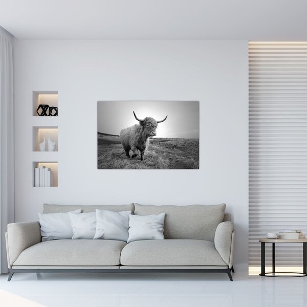 Kép - Skót tehén, fekete-fehér (90x60 cm)