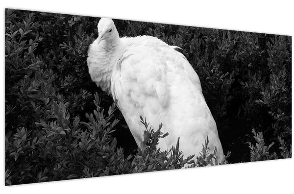 Kép - Páva, fekete-fehér (120x50 cm)