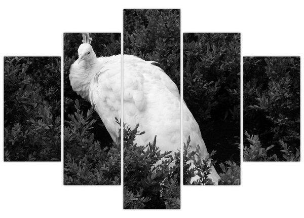 Kép - Páva, fekete-fehér (150x105 cm)