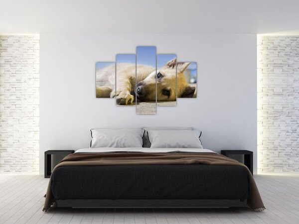 Fekvő kiskutya képe (150x105 cm)