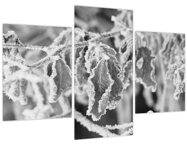 Kép - Fagyott levelek, fekete-fehér (90x60 cm)