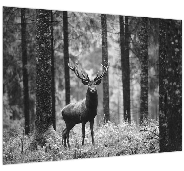 Kép - Szarvas az erdőben 2, fekete-fehér (70x50 cm)