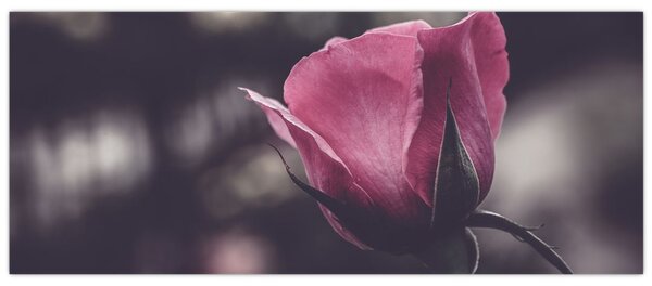Kép - Rózsa virág részlete (120x50 cm)