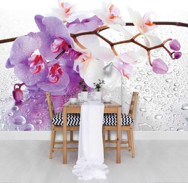 Fotótapéta - Orchideák (152,5x104 cm)