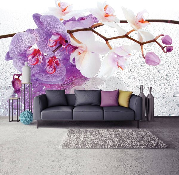 Fotótapéta - Orchideák (152,5x104 cm)