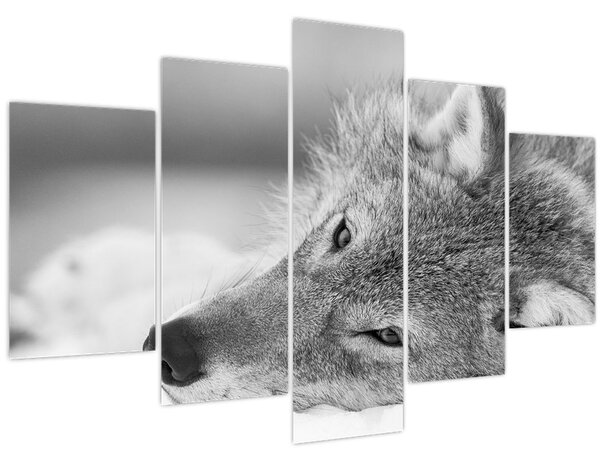 Kép - Farkas, fekete-fehér (150x105 cm)