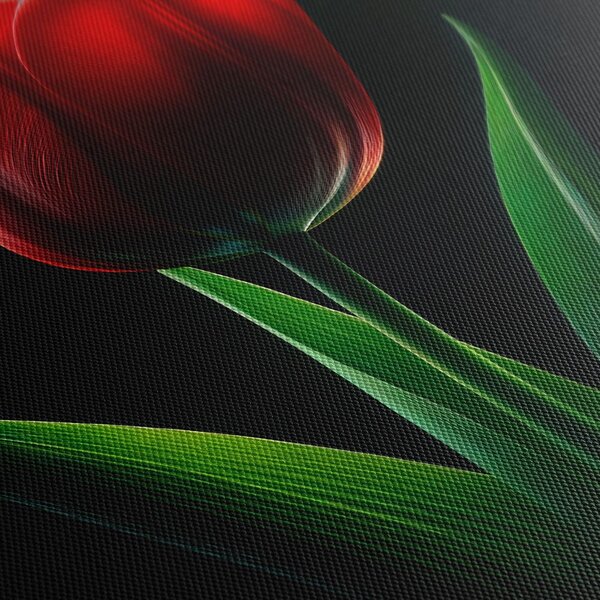 Kép vörös tulipán elegancia