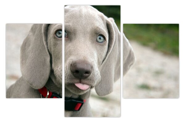 Kép - weimaraner kölyökkutya (90x60 cm)