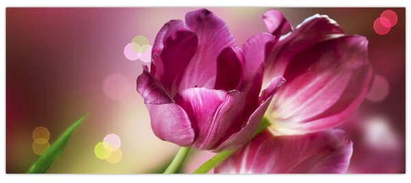 Rózsaszín tulipánok képe (120x50 cm)